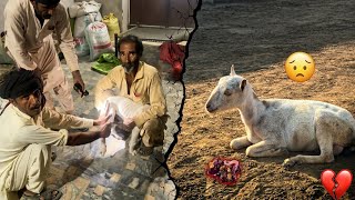 Hakim Se Bully Puppy Ka Ilaj Karwaya | Bakri Ne Bache Gira Diye
