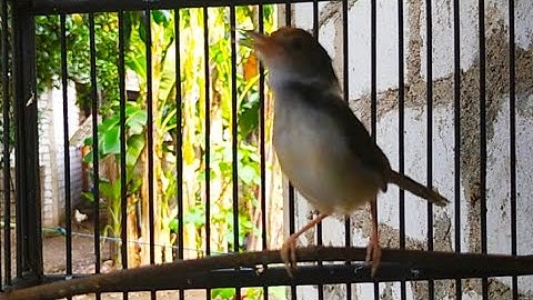 suara terapi prenjak lumut agar auto nyaut