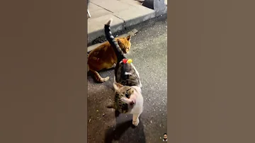 Cats 