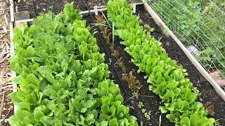 Lettuce: How You’re NOT Growing It (But Should)