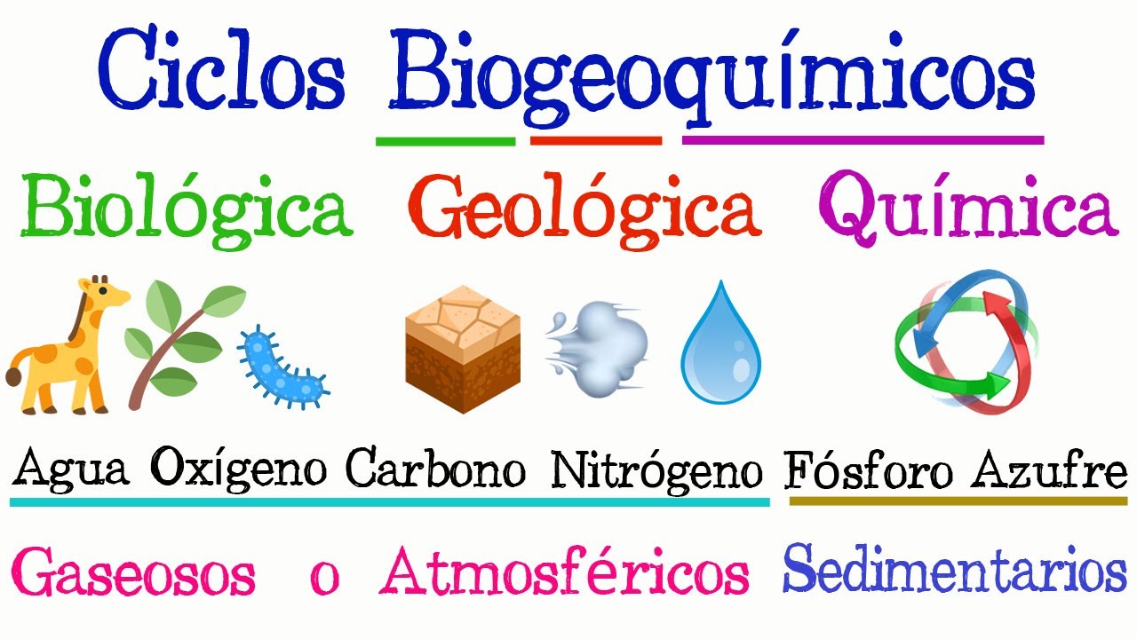 ♻️ Ciclos Biogeoquímicos 🌐 [Fácil y Rápido] | BIOLOGÍA | - thptnganamst.edu.vn