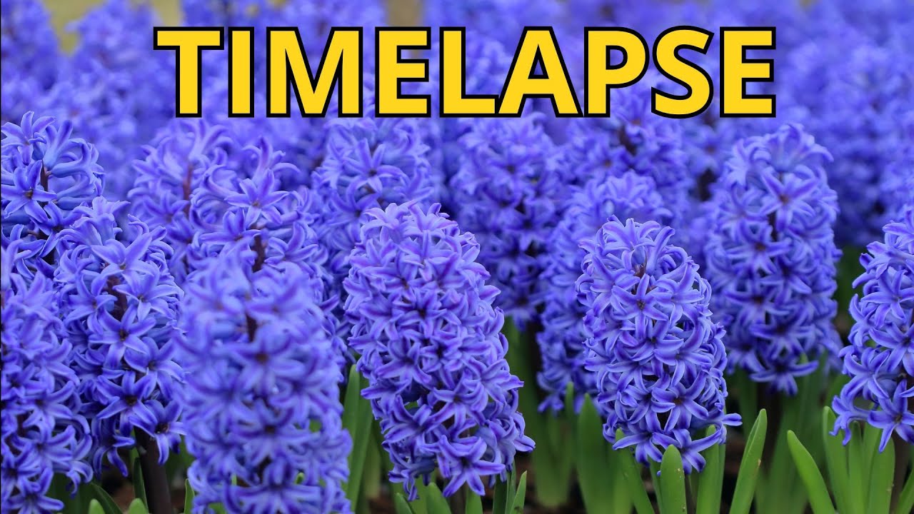 Hyacinth blooming TIME LAPSE!