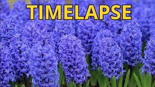 Hyacinth blooming TIME LAPSE!