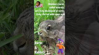 HARES and RABBITS #shorts #short #shortvideo #shortsvideo #rabbit #hare #science #sciencefacts