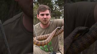 Australia’s SECOND DEADLIEST SNAKE!