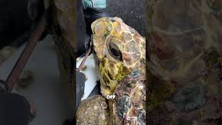 Oddly Satisfying Turtle Cleaning ASMR #shorts