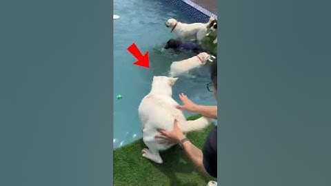 This Dog Tried Swimming for the First Time 🐶💦
