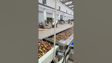 dates processing machinery  jujube sorting grading machine fruit classfier sorter grader