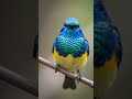 Beautiful colorful birds #DreamScreenAI #viral #trending