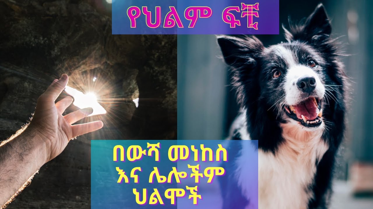 የህልም ፍቺዎች : በውሻ መነከስ እና ሌሎችም ህልሞች