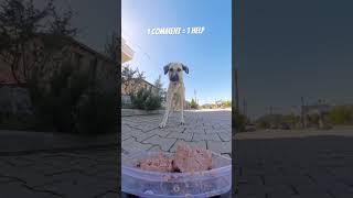 1 comment = 1 help❤️ #shortsviral #rccar #millionviews #dogfeeding #lifeisbutadream