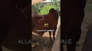 ALLAH QURBANI QABOOL KARE #foryou #viral #animals #cow #qurbani #eid #fyp #growth #goatfarm #cattle