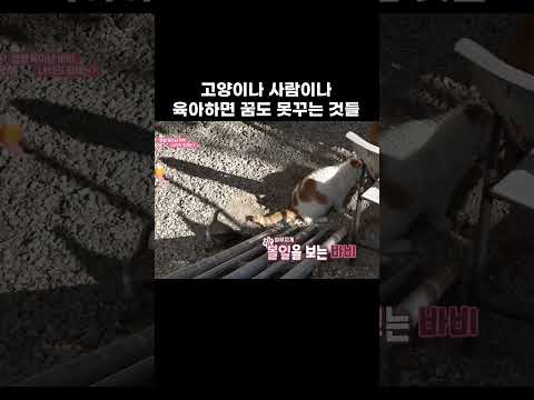 남의 새끼들 때문에 이것마저 포기해 버린 고양이 #shorts