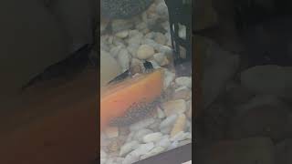 креветки