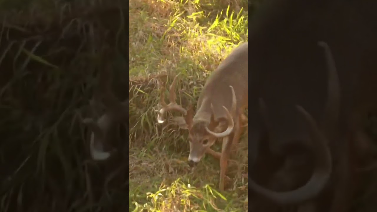 We wait 365 days for a buck like this to step out.