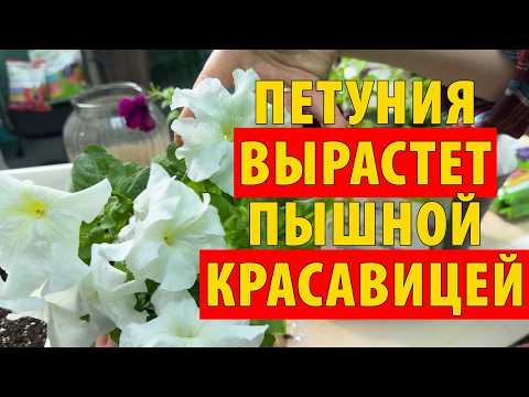 Натуральная подкормка, от которой петунии будут пышными красавицами