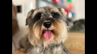 Miniature Schnauzer and Shih Tzu puppies are in the yard
