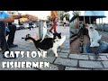 Cute cats of Istanbul are in love with fishermen. Fish falling from the sky? With Street Performers.