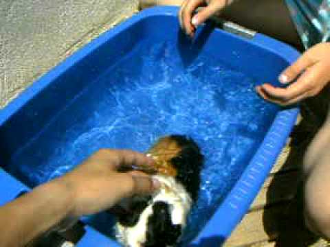 Guinea Pig Swim - YouTube
