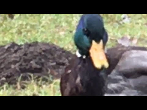 Gurgie i Kaczki