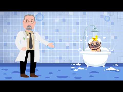 Vídeo: Você Pode Usar O Shampoo Humano Em Cães?