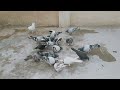 Safeer khan ke beautiful pigeon 