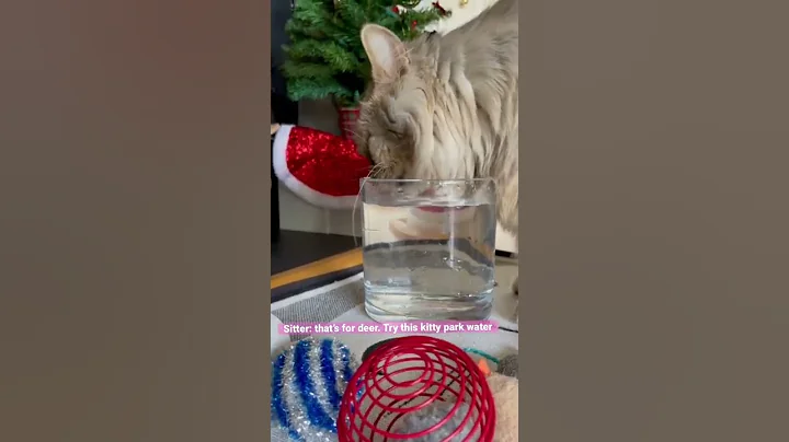 Video 248451: siberian cat, meow happy