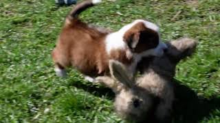 English Shepherd Puppies, 5.5 wks