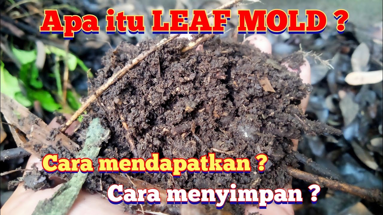 apa itu LEAF MOLD ?  LEAF MOULD itu HARTA KARUN kunci sukses pertanian sejak ribuan tahun lalu