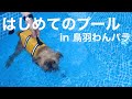 【Brussels Griffon】ドッグプールデビュー!水泳に挑戦!
