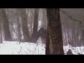Bigfoot attacks man in the forest enhanced footage bigfoot sasquatch yeti