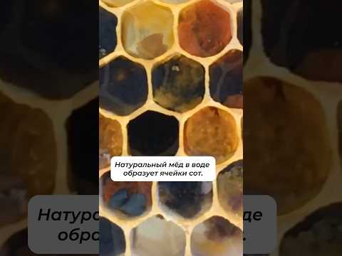 Генетическая память мёда. Правда или миф?🤥 Заказать мёд: https://mishkinskymed.ru #мифы #bees