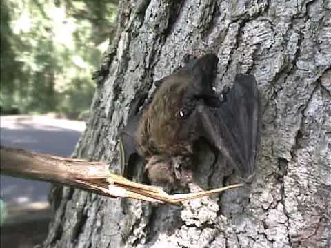 Bat with Bed Bugs