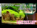 ２０２０年２月１４日 AQUASHOP wasabi新入荷情報　各種水草の育て方解説と、水草水槽での石の使い方ワンポイントアドバイス。アクアリウムノウハウ