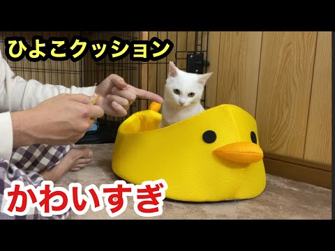 ひよこクッションが似合いすぎて可愛すぎる保護子猫