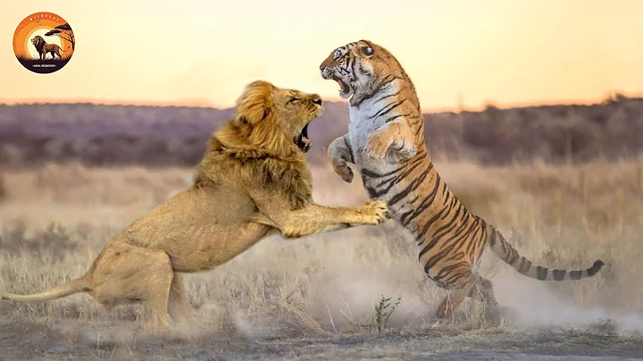 The Strongest Big Cats in Brutal Battles for Territory | Animal Documentary thumbnail