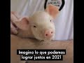 Nos ayudaste a proteger 224 millones de animales en 2020