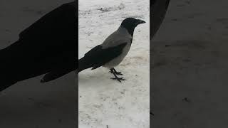 Cutie Cryo Красавица Крио