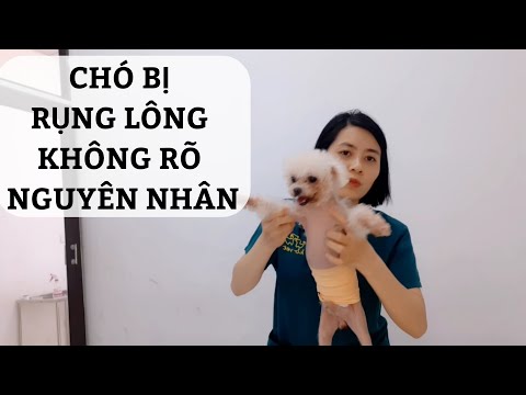 Video: 6 cách tự nhiên để cải thiện lớp lông chó của bạn và giảm rụng lông