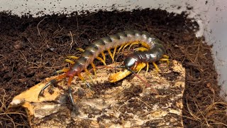 배가 터질거 같아도 주면 다 받아먹는 갈라파고스 자이언트 센티페드 | Scolopendra galapagoensis | Galapagos giant centipede