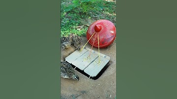 Best Bird Trap Technique - Quail Trap #Creative bird trap #shorts