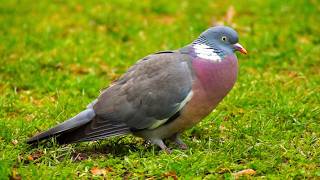 Male Common Wood Pigeon Making Quiet Sounds (Sony a77)