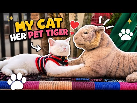 My cat and my pet tigar 