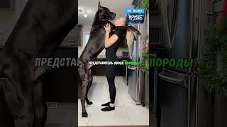 Самая большая собака в мире 🔥👀 #шорт #шорты #шортсы #kinezo #шортс #shorts #short