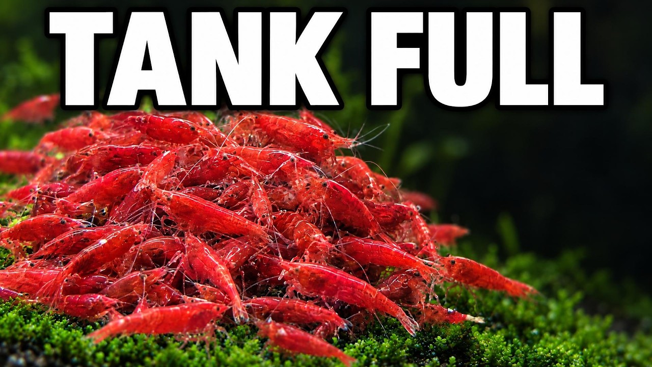 This is What a Tank Full of Cherry Shrimp Looks Like
