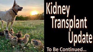 Kidney Transplant Update (good and bad)