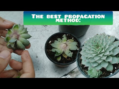I explained the best method of propagating Sempervivum tectorum in this video. {cactisucculen}