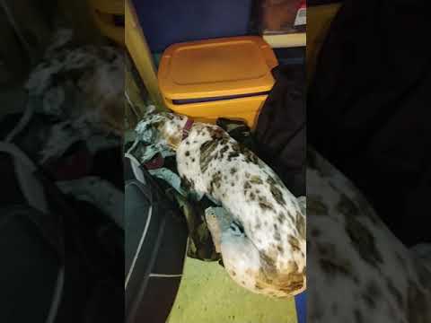 Great Dane False Pregnancy Youtube