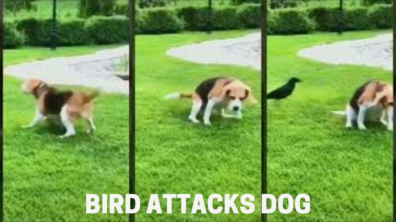 Bird Attacks Dog 