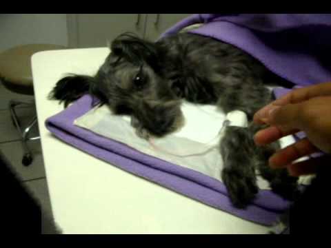putting a to sleep putting my fudge to sleep august 26 2010 r i p putting a to sleep putting my fudge to sleep august 26 2010 r i p